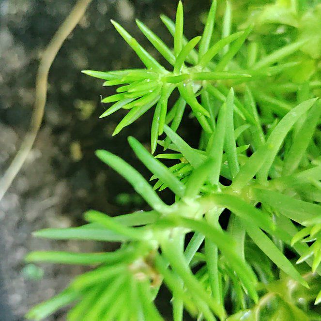 Photo of the plant species Swamp Stonecrop by @ProfessorPandan named Mollie on Greg, the plant care app