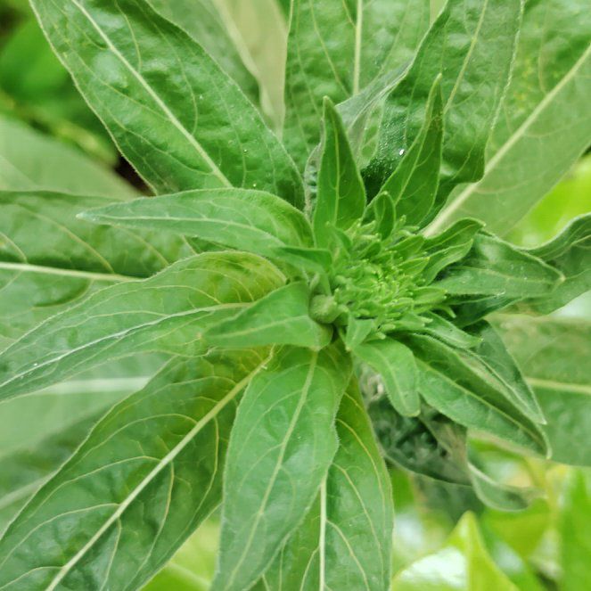 Photo of the plant species Redsepal Evening Primrose by @ProfessorPandan named Sir Plancelot on Greg, the plant care app