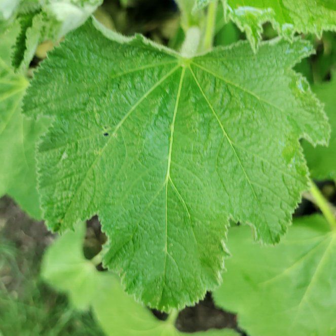 Photo of the plant species Hollyhock by @ProfessorPandan named Anne on Greg, the plant care app