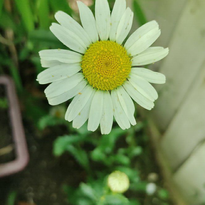Photo of the plant species Ox-Eye Daisy by @ProfessorPandan named Peter Parker on Greg, the plant care app