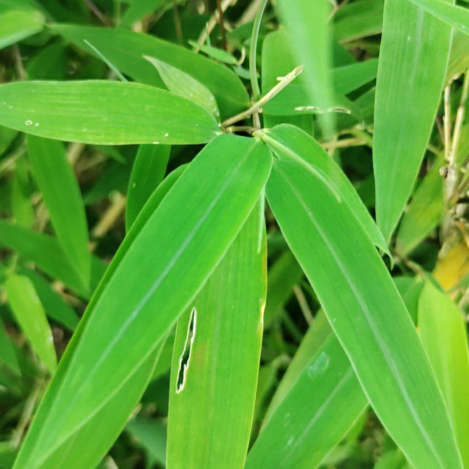 Photo of the plant species Monk's Belly Bamboo by @ProfessorPandan named Messi on Greg, the plant care app