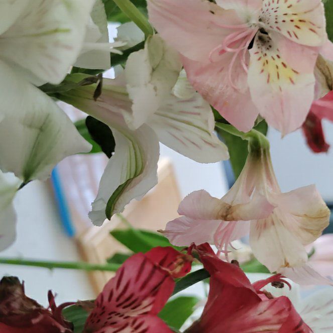 Photo of the plant species Peruvian-Lily by @ProfessorPandan named Gomez on Greg, the plant care app