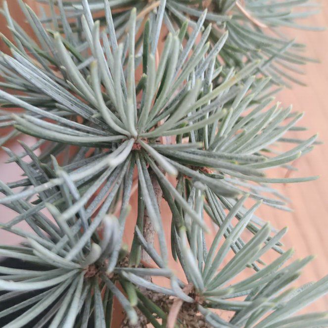 Photo of the plant species Atlas Cedar by @ProfessorPandan named Elina on Greg, the plant care app