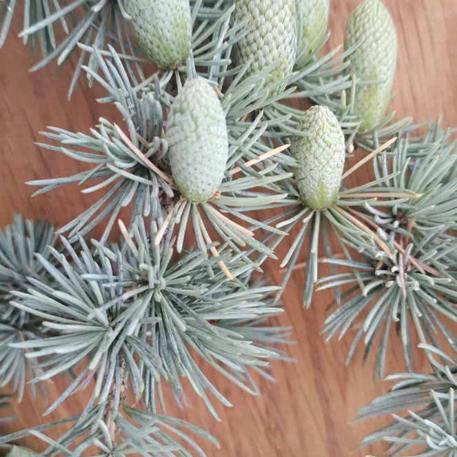 Photo of the plant species Atlas Cedar by @ProfessorPandan named Oscar on Greg, the plant care app