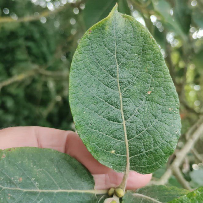 Photo of the plant species Goat Willow by @ProfessorPandan named Prince on Greg, the plant care app