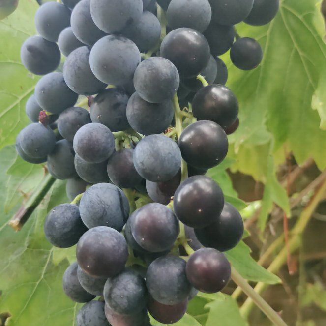 Photo of the plant species Wine Grape by @ProfessorPandan named Fernie Saunders on Greg, the plant care app