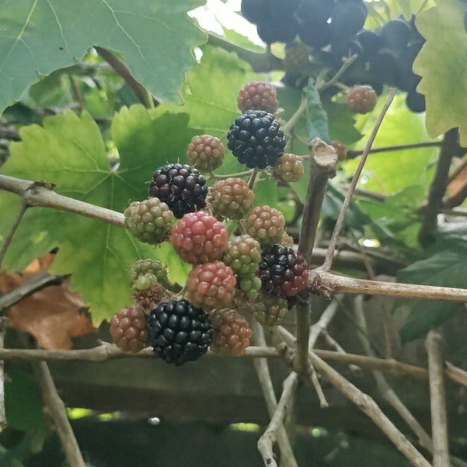 Photo of the plant species Black Mulberry by @ProfessorPandan named Dax on Greg, the plant care app