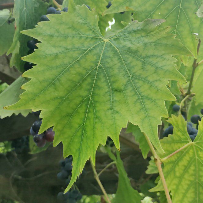 Photo of the plant species Wine Grape by @ProfessorPandan named Kobe on Greg, the plant care app