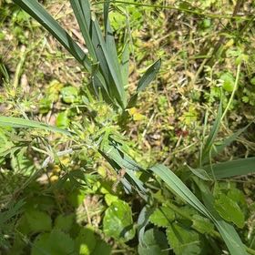 Photo of the plant species Caley Pea by @SpeedyCaperbush named Austen on Greg, the plant care app