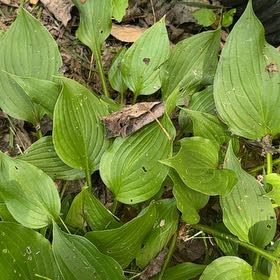 Photo of the plant species Snakeberry by @SpeedyCaperbush named Marley on Greg, the plant care app