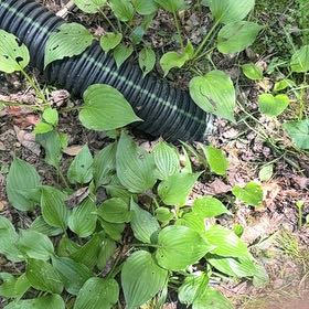 Photo of the plant species Snakeberry by @SpeedyCaperbush named Tolkien on Greg, the plant care app