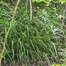 Photo of the plant species Common Bluebell by @SpeedyCaperbush named Sonora on Greg, the plant care app