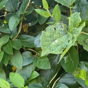 Photo of the plant species Runner Bean by @SpeedyCaperbush named Girlfrond on Greg, the plant care app