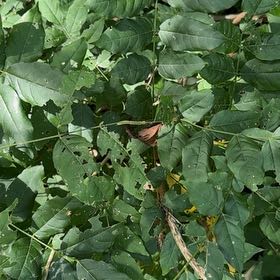 Photo of the plant species European Ash by @SpeedyCaperbush named Kobe on Greg, the plant care app