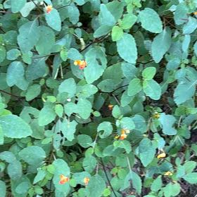 Photo of the plant species Orange Balsam by @SpeedyCaperbush named Huckleberry Fern on Greg, the plant care app