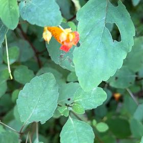 Photo of the plant species Orange Balsam by @SpeedyCaperbush named Wall-E on Greg, the plant care app
