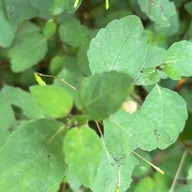 Photo of the plant species Orange Balsam by @SpeedyCaperbush named Elle on Greg, the plant care app
