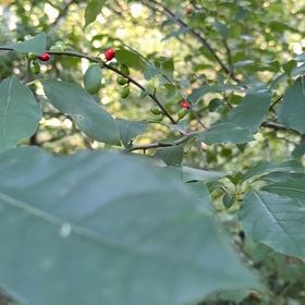 Photo of the plant species Spicebush by @SpeedyCaperbush named Orwell on Greg, the plant care app