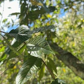 Photo of the plant species American Plum by @SpeedyCaperbush named Sir Plancelot on Greg, the plant care app