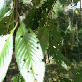 Photo of the plant species Shining Spleenwort by @SpeedyCaperbush named Darwin on Greg, the plant care app