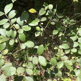 Photo of the plant species Coralberry by @SpeedyCaperbush named Michelle Branch on Greg, the plant care app