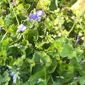 Photo of the plant species Birdeye Speedwell by @SpeedyCaperbush named LiloStitch on Greg, the plant care app