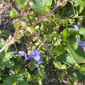 Photo of the plant species Bird's-Eye Speedwell by @SpeedyCaperbush named Keanu Leaves on Greg, the plant care app