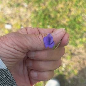 Photo of the plant species Lathyrus Hirsutus by @SpeedyCaperbush named Morgan Treeman on Greg, the plant care app