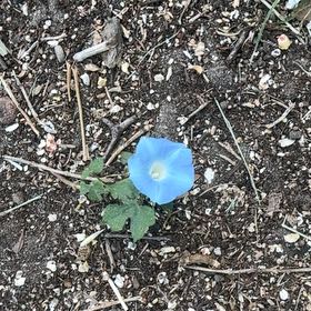 Photo of the plant species Ivyleaf Morning-Glory by @SpeedyCaperbush named Athena on Greg, the plant care app