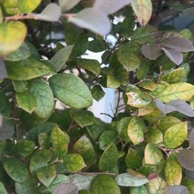 Photo of the plant species Chinese Fringe Flower by @SpeedyCaperbush named Terra on Greg, the plant care app