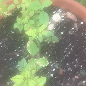 Photo of the plant species Dog Rose by @SpeedyCaperbush named Miley on Greg, the plant care app