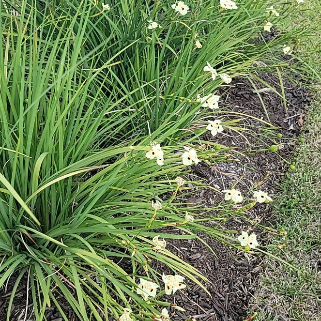 Photo of the plant species African Lily by @HotWaterwheel71 named Diana on Greg, the plant care app