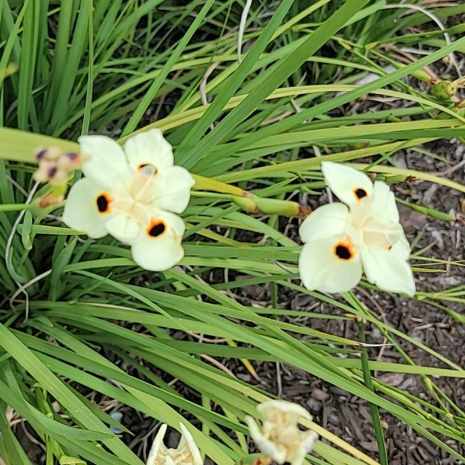 Photo of the plant species African Lily by @HotWaterwheel71 named Naomi on Greg, the plant care app
