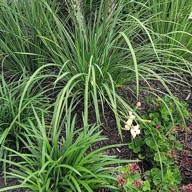 Photo of the plant species African Lily by @HotWaterwheel71 named Dolores on Greg, the plant care app