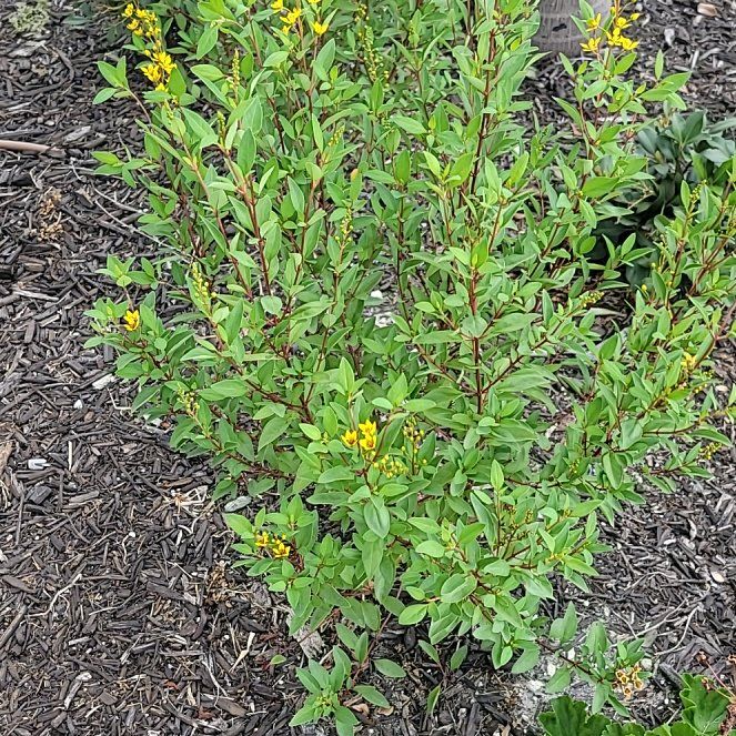Photo of the plant species California Buckthorn by @HotWaterwheel71 named Beyonce on Greg, the plant care app