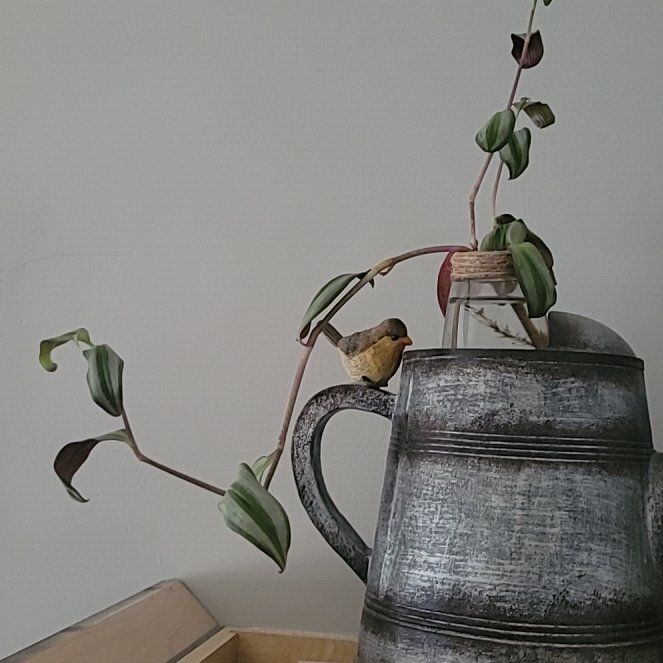 Photo of the plant species Fantasy Venice, Nanouk by @BeneficialMint named Rosa on Greg, the plant care app