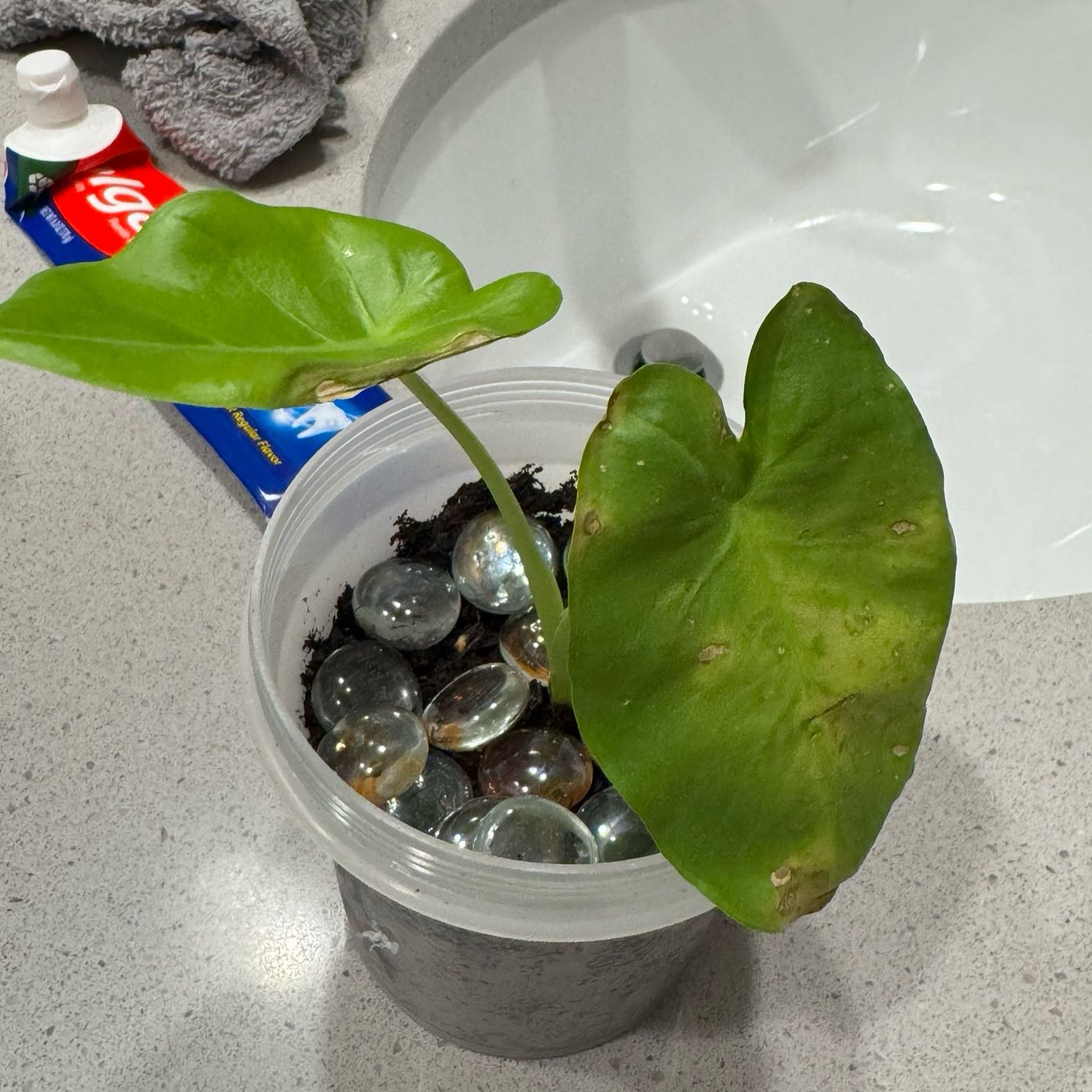 Photo of the plant species Colocasia 'Thai Giant' by @ToughTanekaha named Zeus on Greg, the plant care app