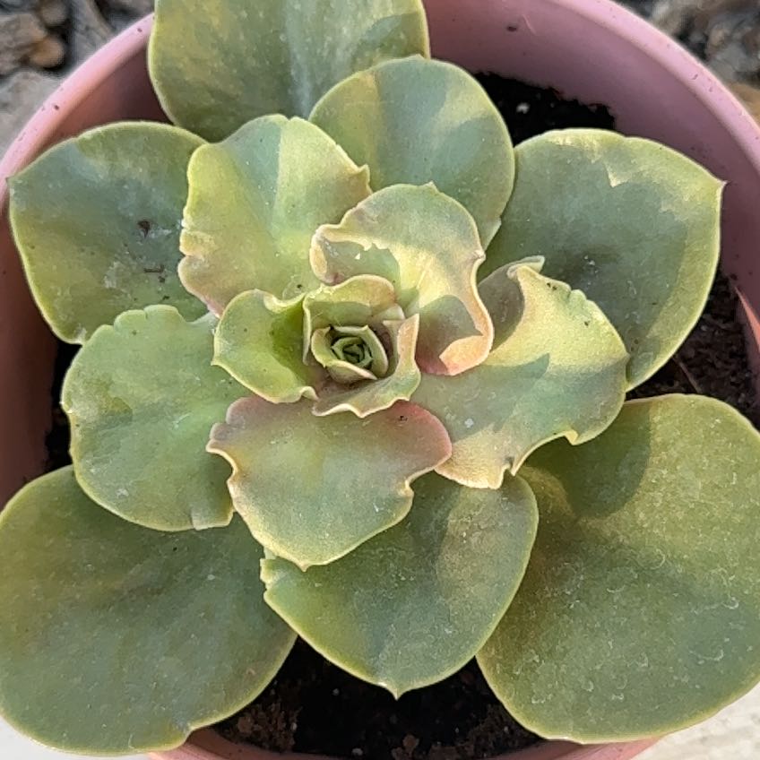Photo of the plant species Echeveria 'Fireglow' by @ToughTanekaha named Ember on Greg, the plant care app