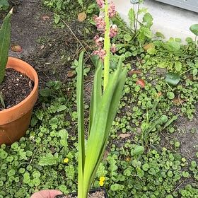 Photo of the plant species Hyacinth by @DreamyNeslia90 named Clooney on Greg, the plant care app