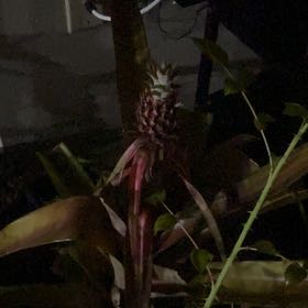 Photo of the plant species Pinapple by @PrimoGoldenjade named Marilyn on Greg, the plant care app
