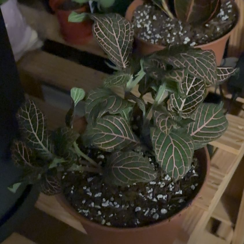 Photo of the plant species Red Vein Fittonia by @BusyAchiote47 named Diana on Greg, the plant care app