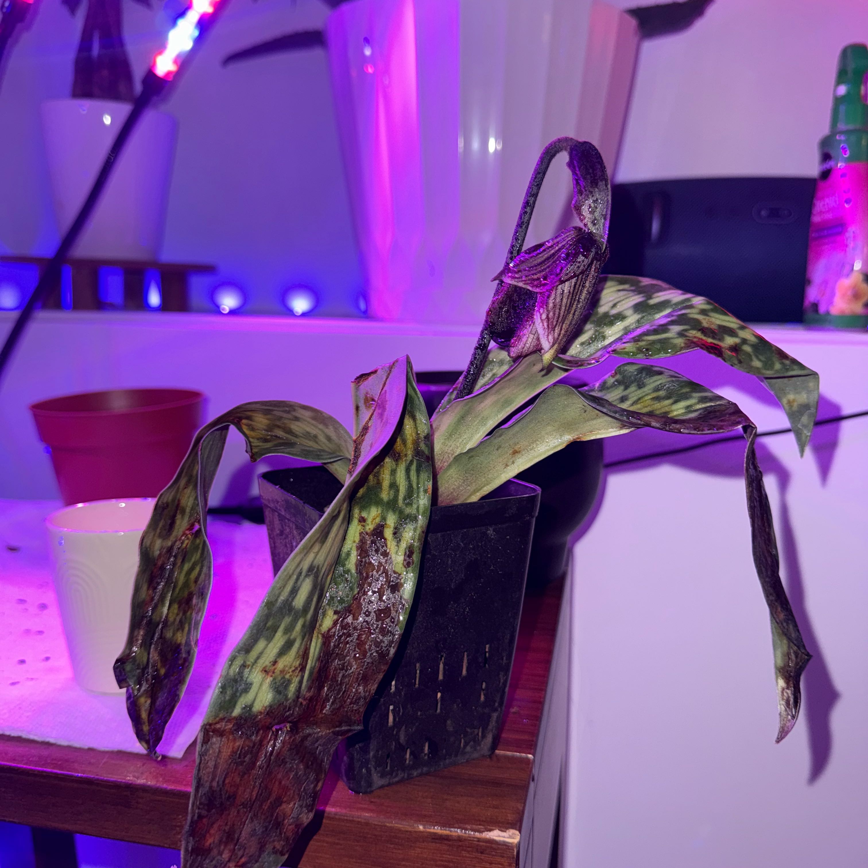 Photo of the plant species Paphiopedilum Argus by @TidyDuskyonion named Aristotle on Greg, the plant care app