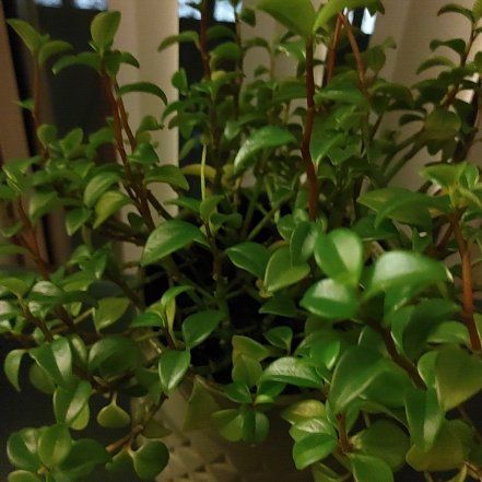 Photo of the plant species Amigo Marcello by @PureLentilvetch named Remington on Greg, the plant care app