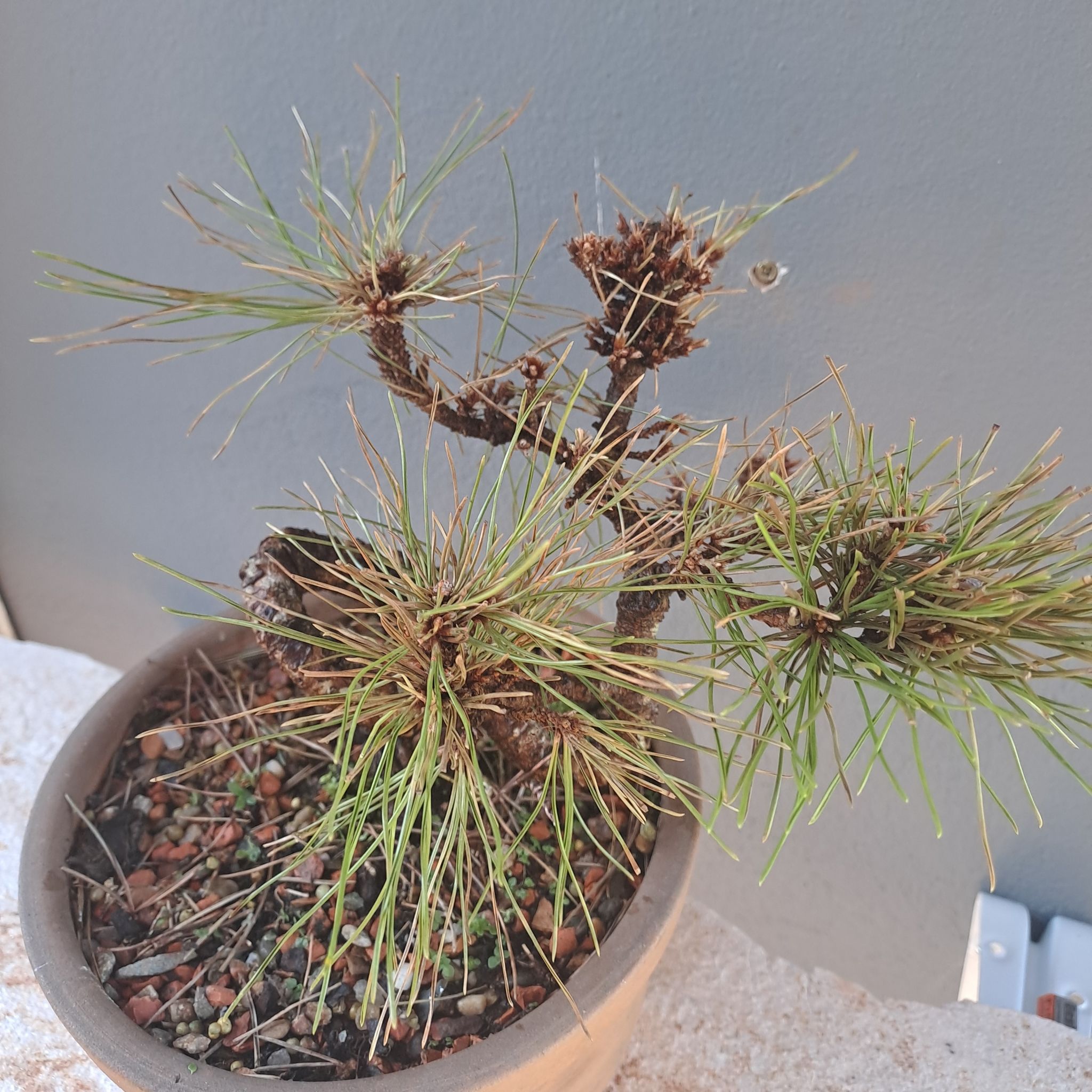 Photo of the plant species Cedros Island Pine by @FastGuapilla10 named Madonna on Greg, the plant care app