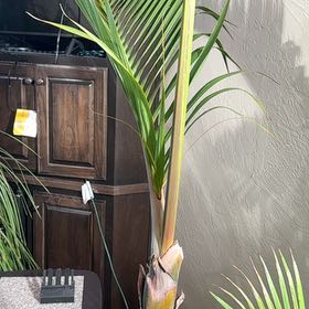Photo of the plant species Champagne Palm by @PeppySnakeshead named Hemingway on Greg, the plant care app