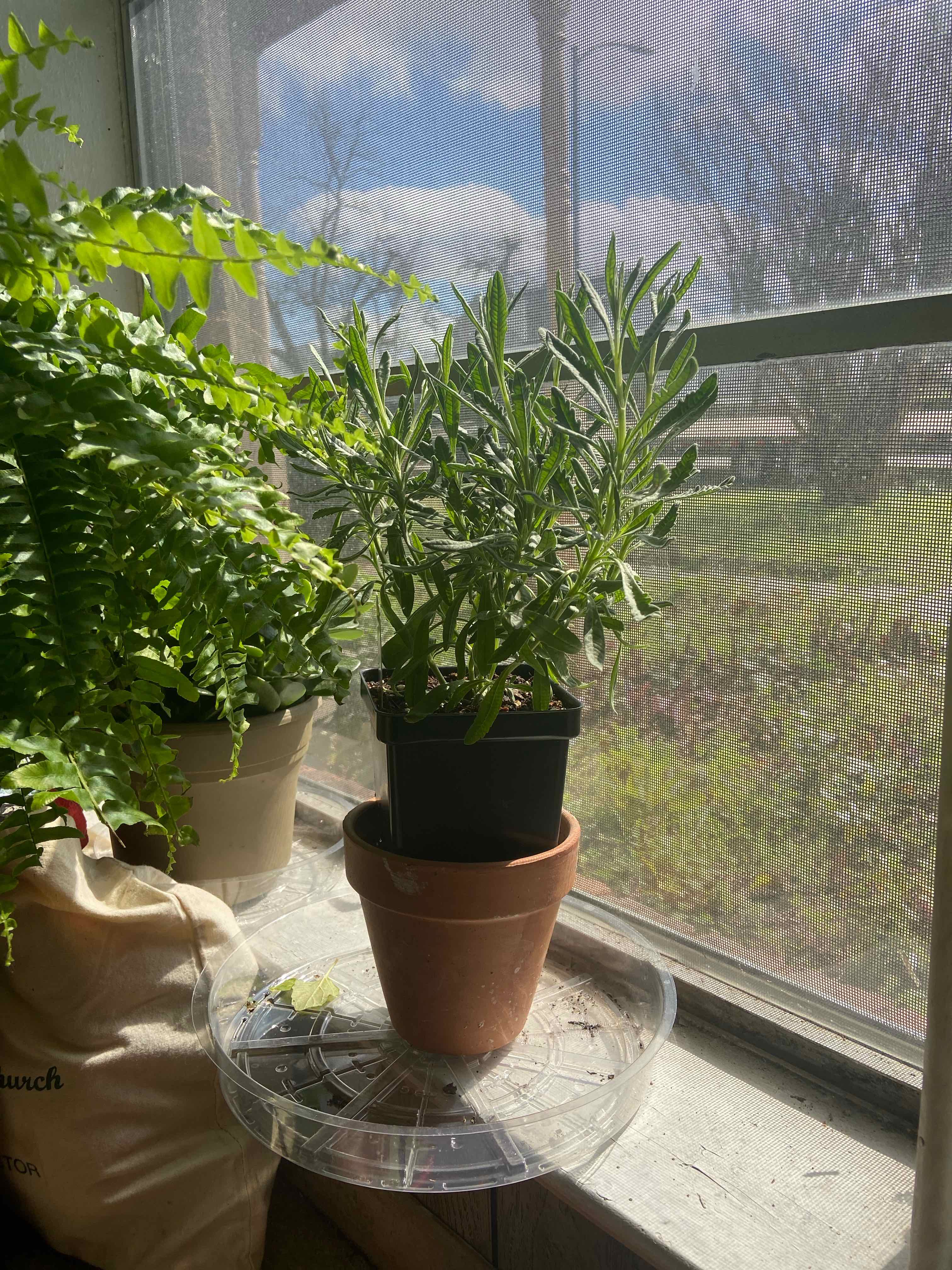 Photo of the plant species Lavender by @InannaIvoire named Indigo on Greg, the plant care app