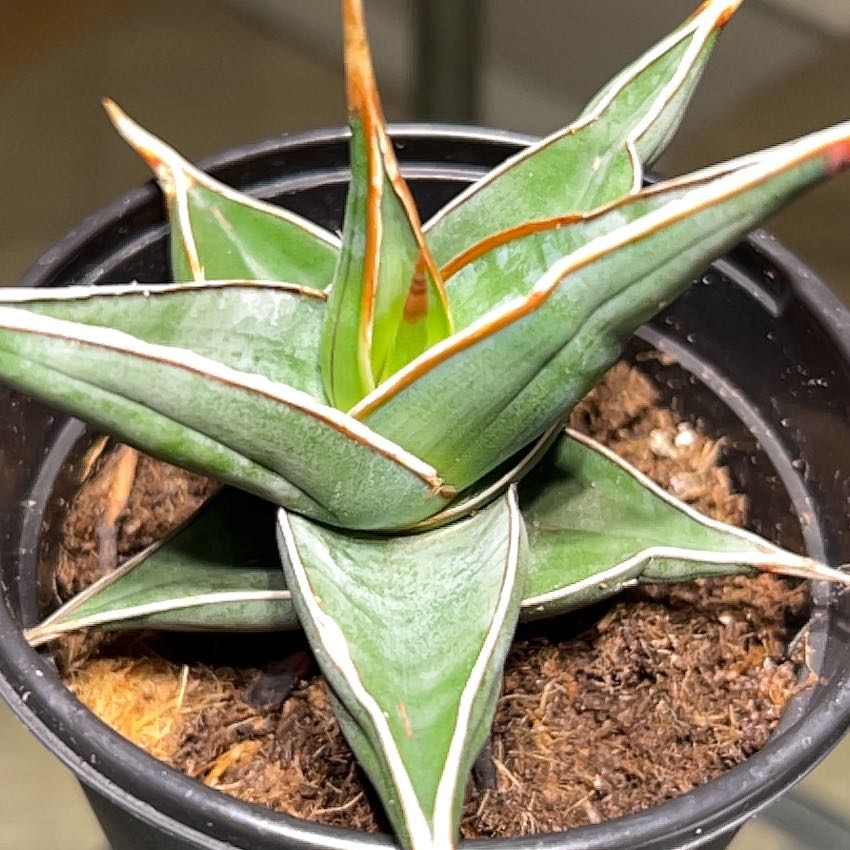 Photo of the plant species Walking Sansevieria by @StarTigerflower named Orwell on Greg, the plant care app