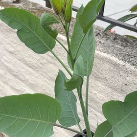 Photo of the plant species Tree Tobacco by @LovelySeedlings named Michelle Branch on Greg, the plant care app
