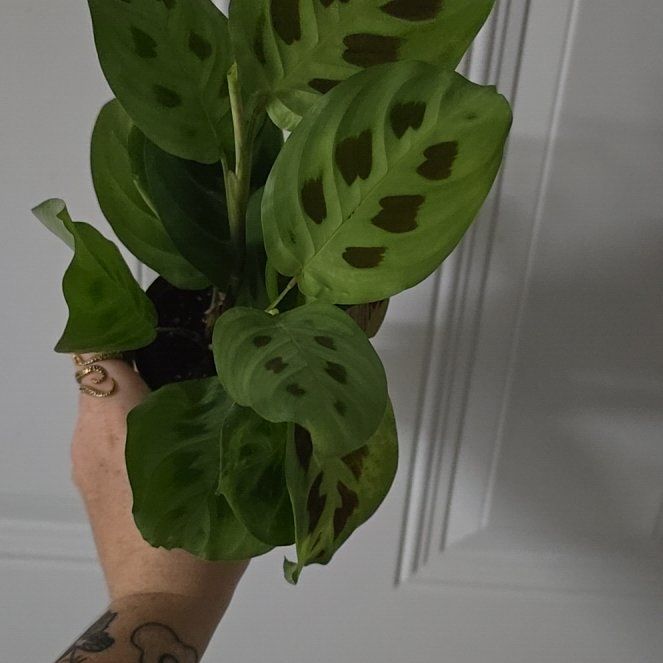 Photo of the plant species Marisela Prayer Plant by @SkilledSquash named Harmony on Greg, the plant care app