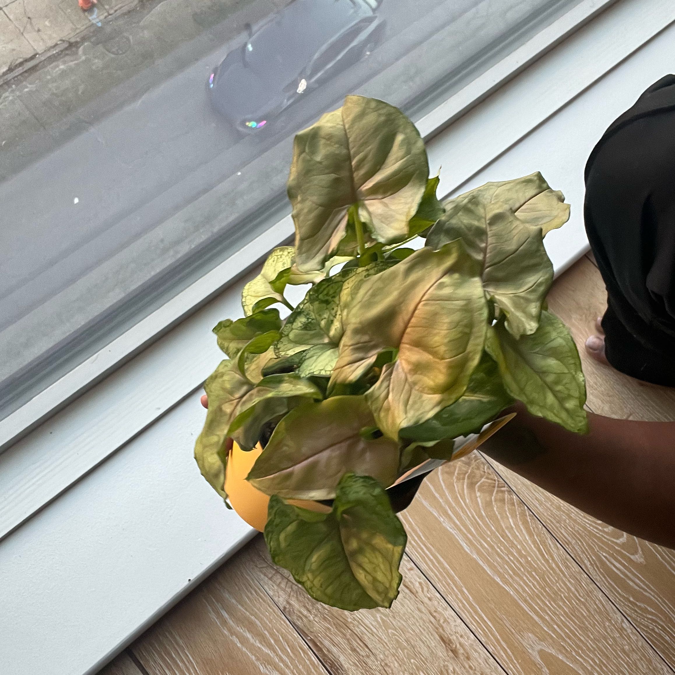 Photo of the plant species Arrowhead Plant by @TastyBroomsedge named Kesha on Greg, the plant care app